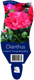 Dianthus Sunflor® 'Orange Bling Bling' ; P11