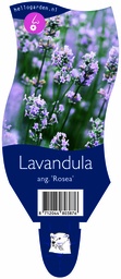 Lavandula ang. 'Rosea' ; P11