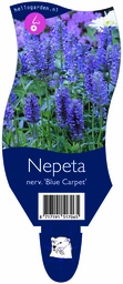 Nepeta nerv. 'Blue Carpet' ; P11