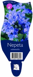Nepeta subsessilis ; P11
