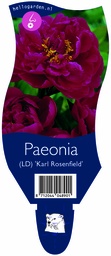Paeonia (LD) 'Karl Rosenfield' ; P11