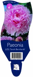 Paeonia (LD) 'Sarah Bernhardt' ; P11