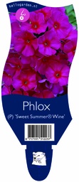 Phlox (P) 'Sweet Summer® Wine' ; P11