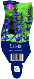 Salvia nem. 'Mainacht' ; P11