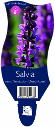 Salvia nem. 'Sensation Deep Rose' ; P11