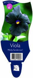 Viola 'Molly Sanderson' ; P11