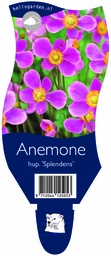 Anemone hup. 'Splendens' ; P11