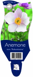 Anemone tom. 'Robustissima' ; P11
