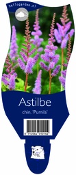 Astilbe chin. 'Pumila' ; P11