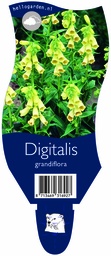 Digitalis grandiflora ; P11