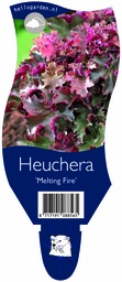 Heuchera 'Melting Fire' ; P11