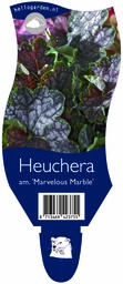Heuchera am. 'Marvelous Marble' ; P11