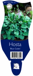 Hosta 'Blue Cadet' ; P11