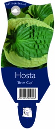 Hosta 'Brim Cup' ; P11