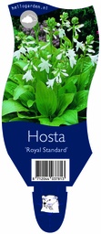 Hosta 'Royal Standard' ; P11