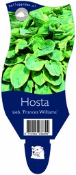 Hosta sieb. 'Frances Williams' ; P11