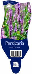 Persicaria ampl. 'Rosea' ; P11