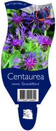 Centaurea mont. 'Grandiflora' ; P11