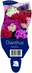 Dianthus barbatus ; P11