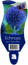 Echinops bann. 'Taplow Blue' ; P11