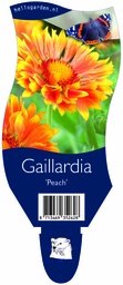 Gaillardia 'Peach' ; P11