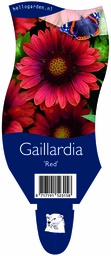Gaillardia 'Red' ; P11