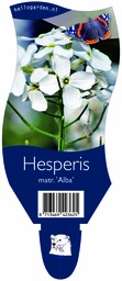 Hesperis matr. 'Alba' ; P11