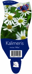 Kalimeris incisa 'Alba' ; P11