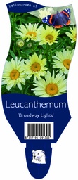 Leucanthemum 'Broadway Lights' ; P11