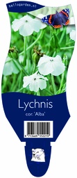 Lychnis cor. 'Alba' ; P11