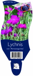 Lychnis cor. 'Atrosanguinea' ; P11