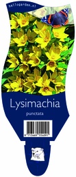 Lysimachia punctata ; P11