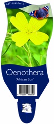 Oenothera 'African Sun' ; P11