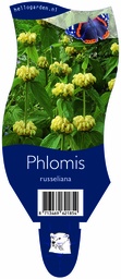 Phlomis russeliana ; P11
