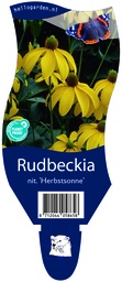Rudbeckia nit. 'Herbstsonne' ; P11