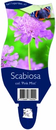 Scabiosa col. 'Pink Mist' ; P11