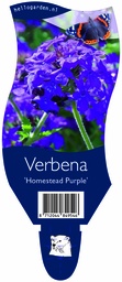 Verbena 'Homestead Purple' ; P11
