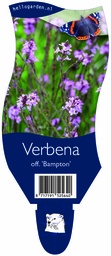 Verbena off. 'Bampton' ; P11