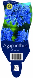 Agapanthus africanus ; P11