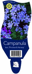 Campanula lact. 'Prichard’s Variety' ; P11