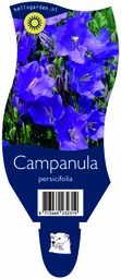 Campanula persicifolia ; P11