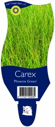 Carex 'Phoenix Green' ; P11