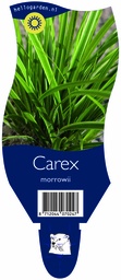 Carex morrowii ; P11