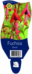 Fuchsia 'David' ; P11