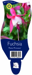 Fuchsia 'Patio Princess' ; P11