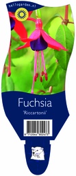 Fuchsia 'Riccartonii' ; P11