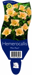 Hemerocallis 'Mini Pearl' ; P11