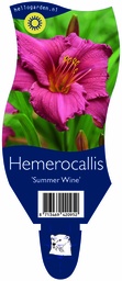 Hemerocallis 'Summer Wine' ; P11