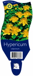 Hypericum calycinum ; P11