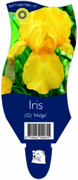 Iris (G) 'Helge' ; P11